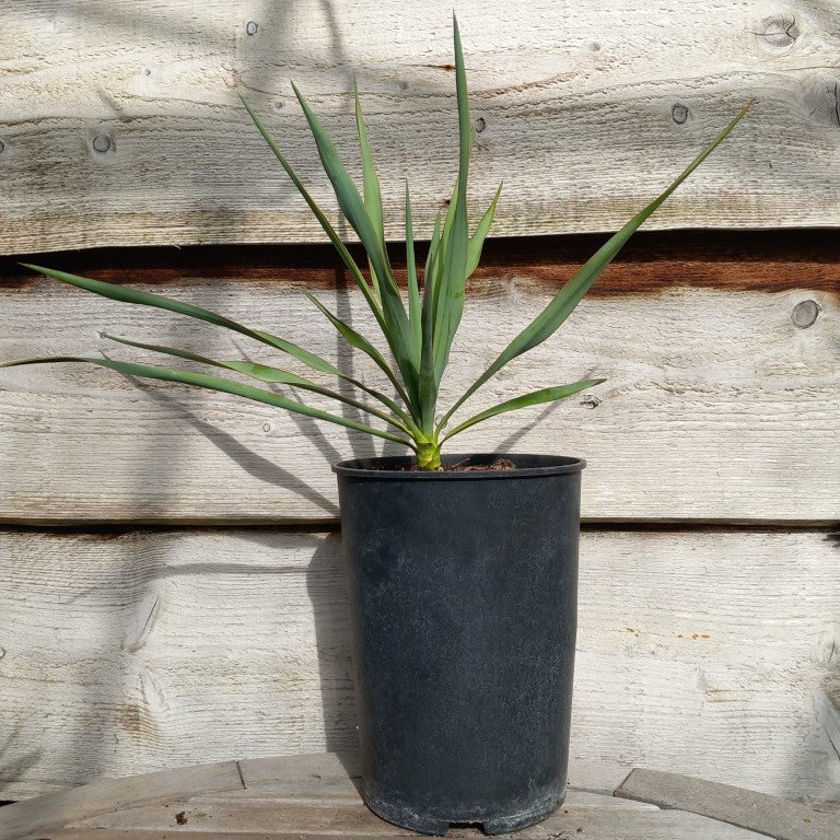 Yucca hybrid: pallida x elegans