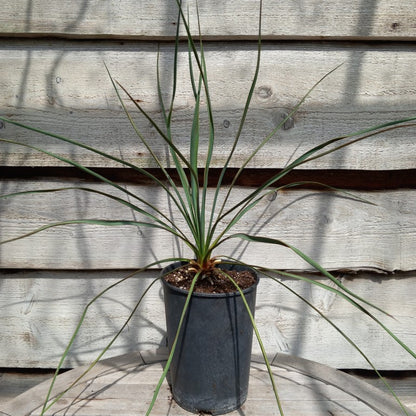 Yucca hybrid: louisianensis x reverchonii