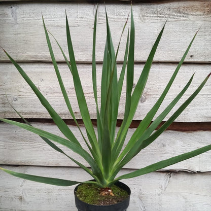 Dracaena draco, total 80 cm, pot 20 cm