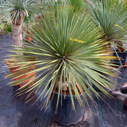 Yucca rostrata