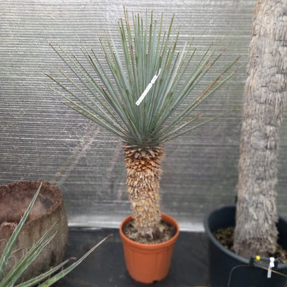 Yucca rigida