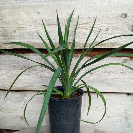 Yucca aloifolia, plant/total 44/64 cm, 3 ltr. pot (WH01)