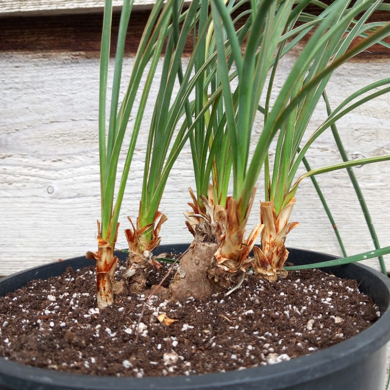 Yucca hybrid (flaccida x glauca) x (flaccida bright edge x glauca)