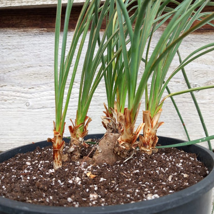 Yucca hybrid (flaccida x glauca) x (flaccida bright edge x glauca)