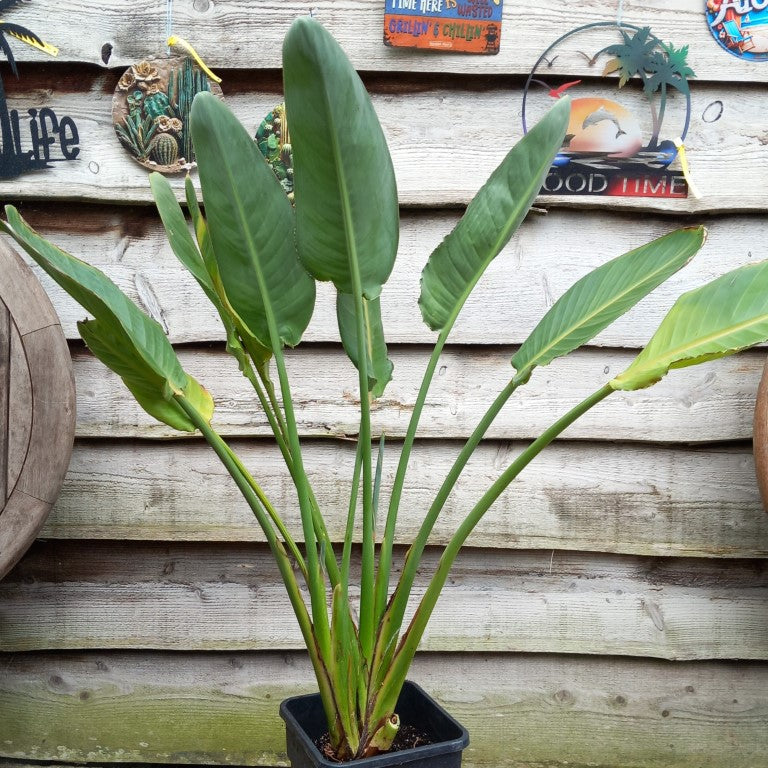 Strelitzia reginae