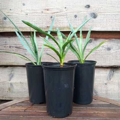 Yucca capensis