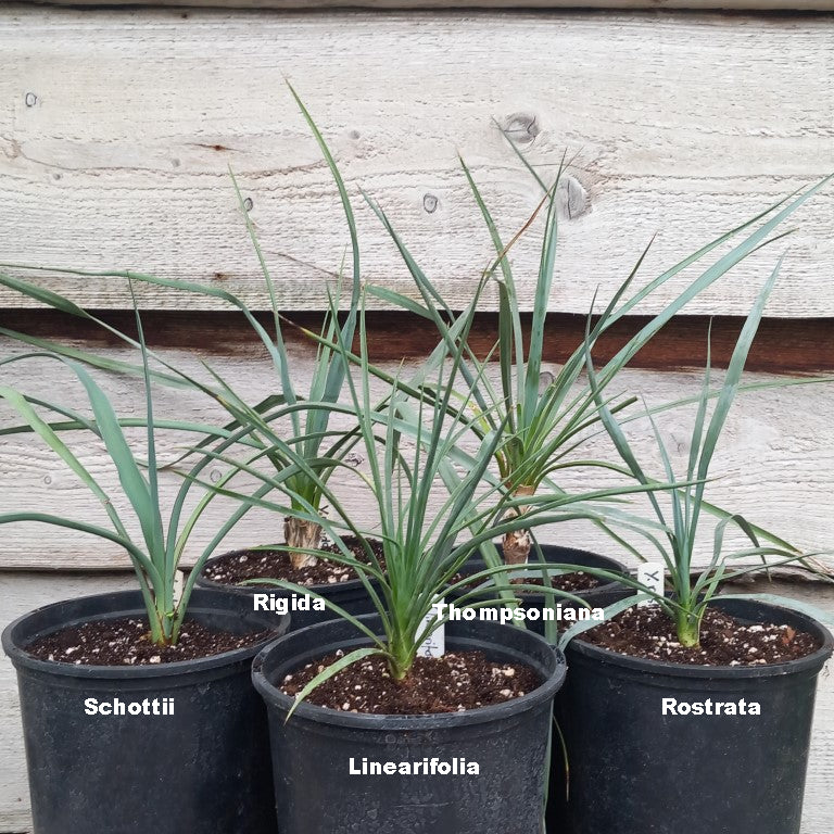 Yucca schottii, rigida, linearifolia, thompsoniana, rostrata