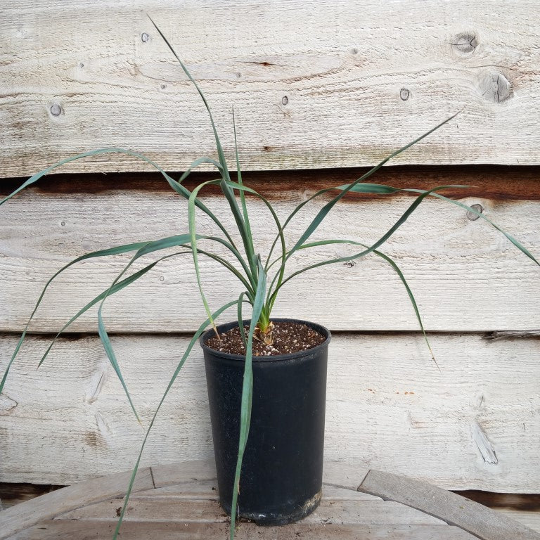 Yucca hybrid: ((filamentosa/flaccida) x rostrata) x glauca stricta