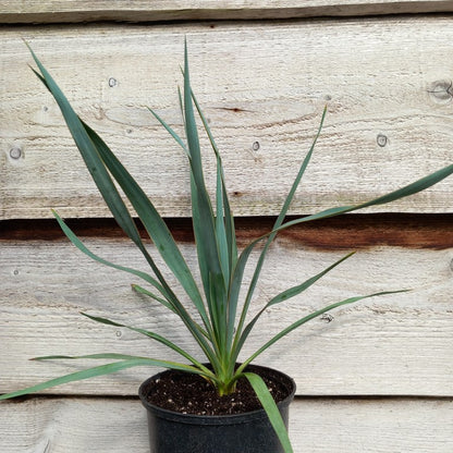 Yucca hybrid: ((filamentosa/flaccida) x rostrata) x glauca stricta