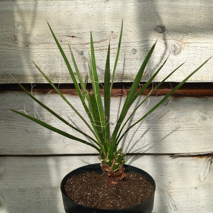 Yucca potosina