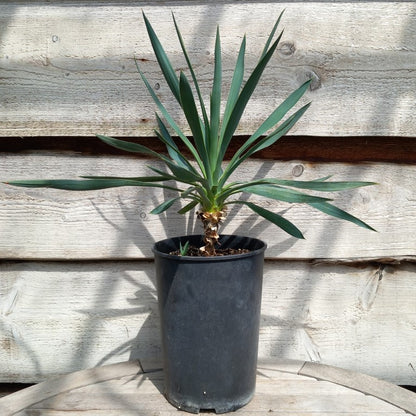 Yucca hybrid: gloriosa x filamentosa