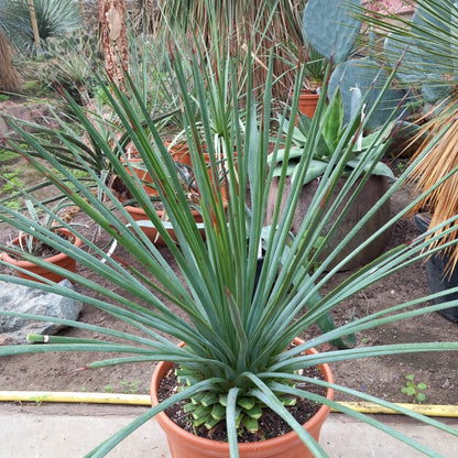 Agave striata