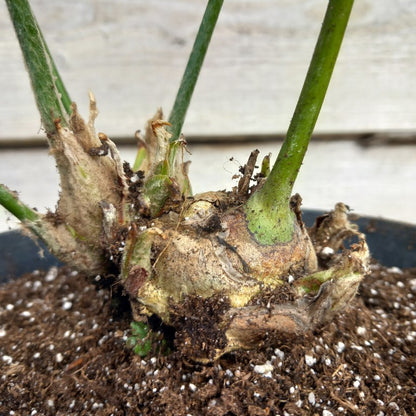 Dioon spinulosum