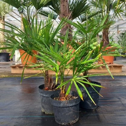 Trachycarpus fortunei