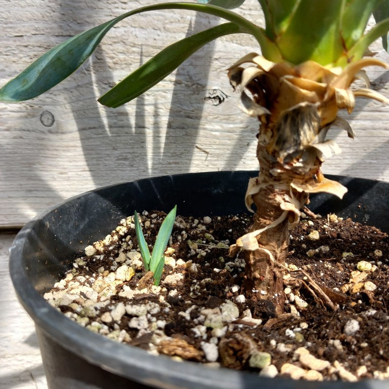 Yucca hybrid: gloriosa x filamentosa