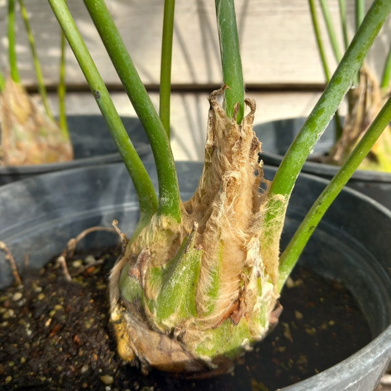 Dioon spinulosum