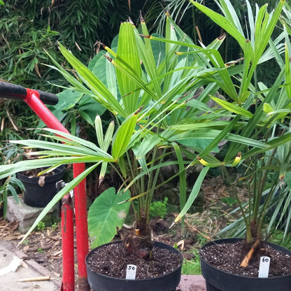 Trachycarpus fortunei