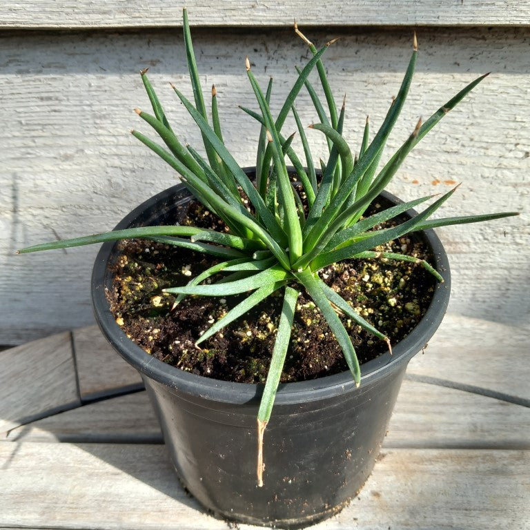 Agave albopilosa