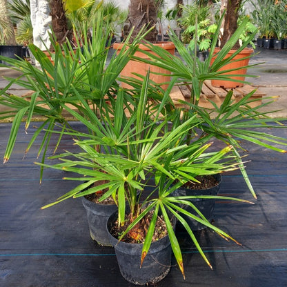 Trachycarpus fortunei