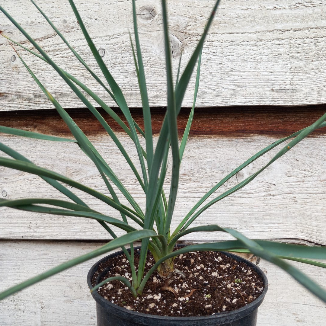 Yucca hybrid: fil/flax x sp. piedras negras (No. 201)