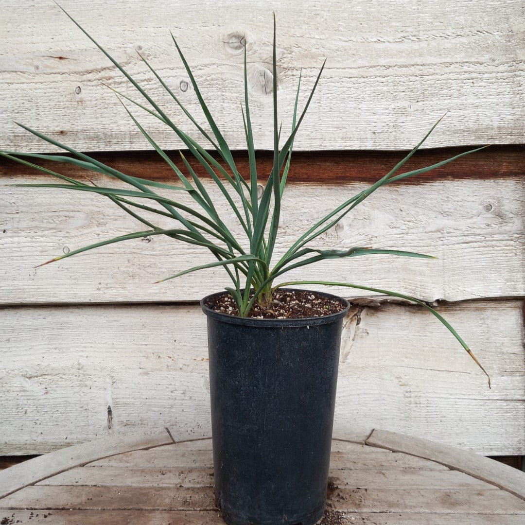 Yucca hybrid: fil/flax x sp. piedras negras (No. 201)