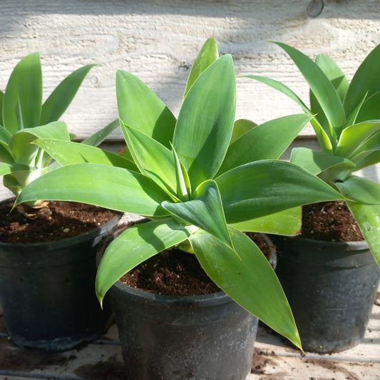 Agave attenuata, plant diameter 20+ cm