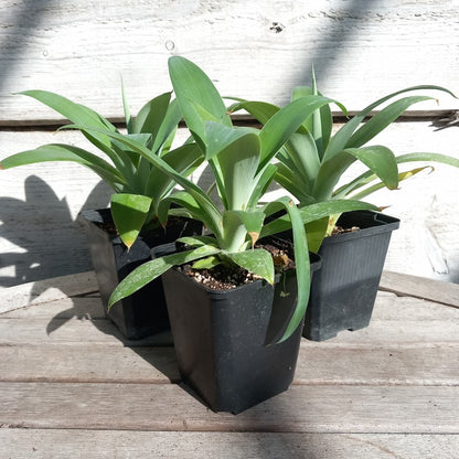 Agave attenuata, total height 25-30 cm