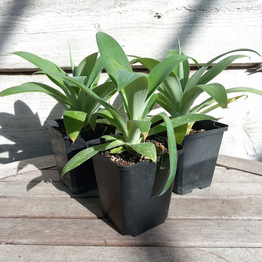 Agave attenuata, total height 25-30 cm