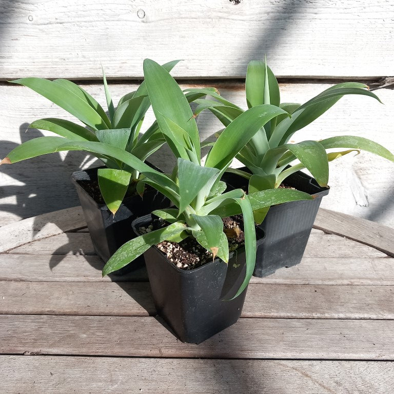 Agave attenuata, total height 25-30 cm