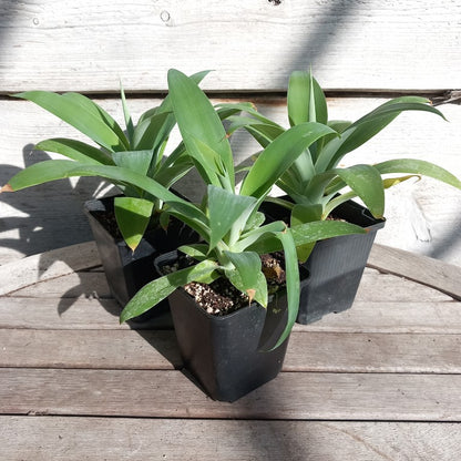 Agave attenuata, total height 25-30 cm