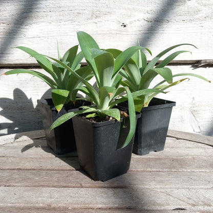 Agave attenuata, total height 25-30 cm