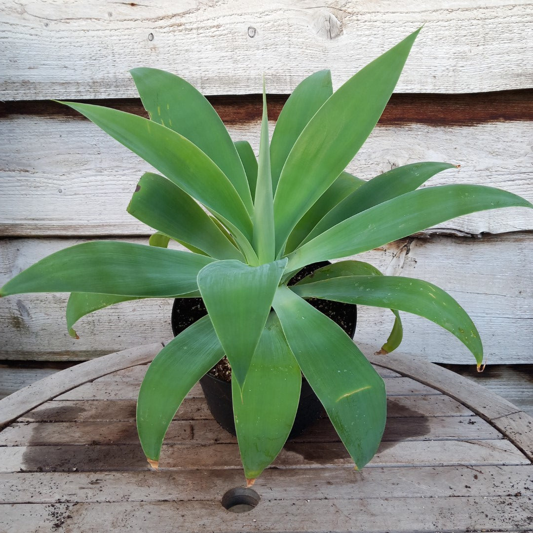 Agave attenuata, total height 45 cm (No. 1)