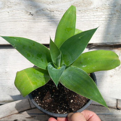 Agave attenuata, total height 25-30 cm
