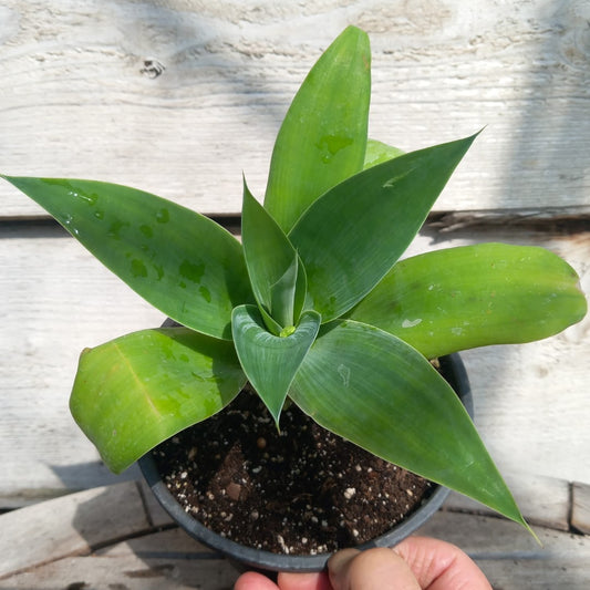 Agave attenuata, total height 25-30 cm