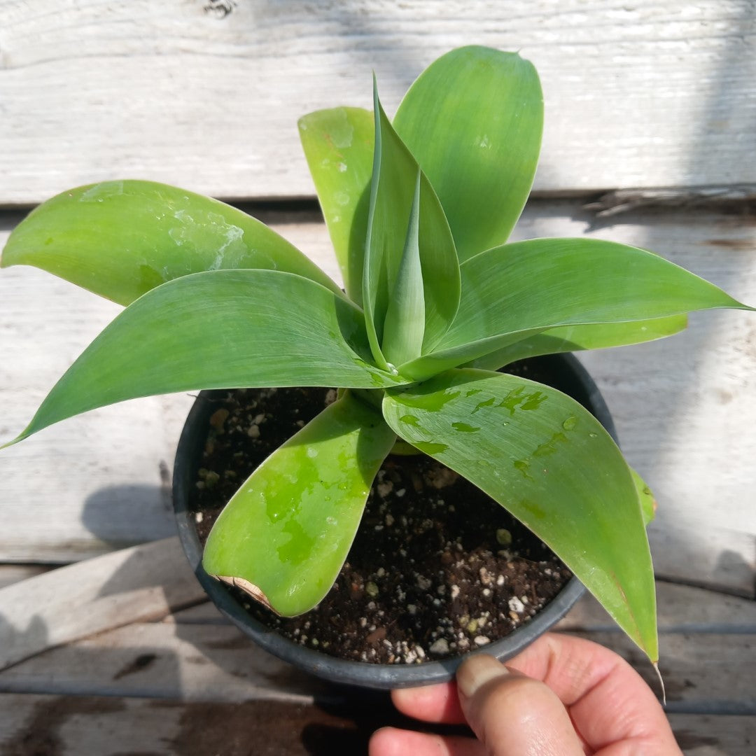 Agave attenuata, total height 25-30 cm