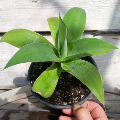 Agave attenuata, total height 25-30 cm