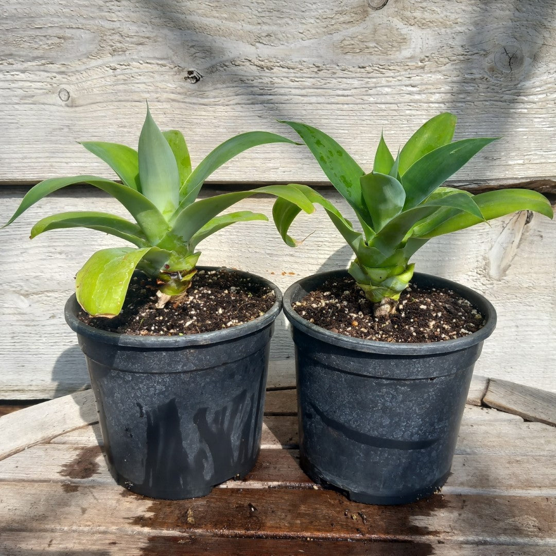 Agave attenuata, total height 25-30 cm