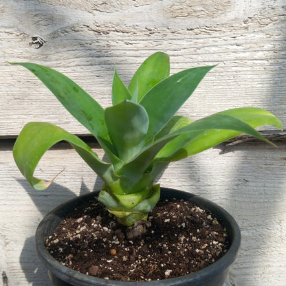 Agave attenuata, total height 25-30 cm