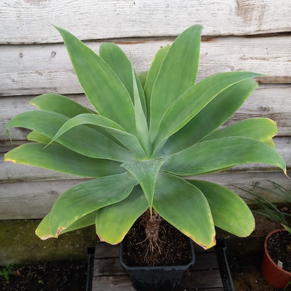 Agave attenuata, total height 100 cm (No. 2)