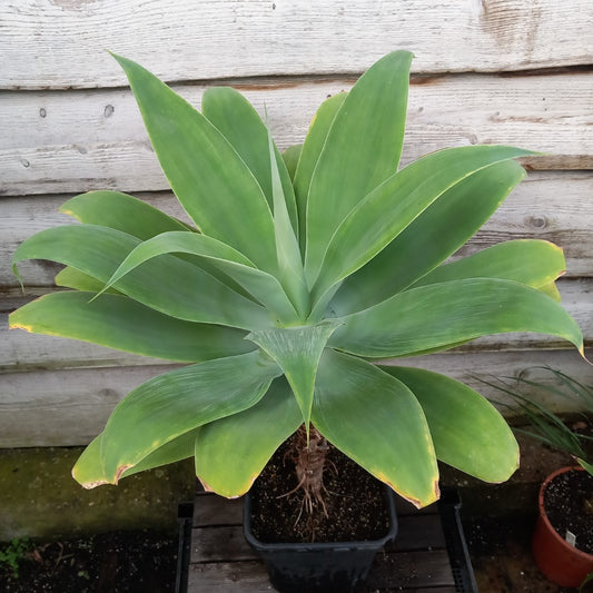 Agave attenuata, total height 100 cm (No. 2)
