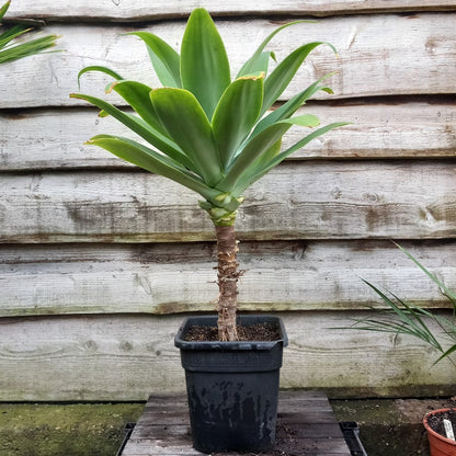 Agave attenuata, total height 100 cm (No. 2)