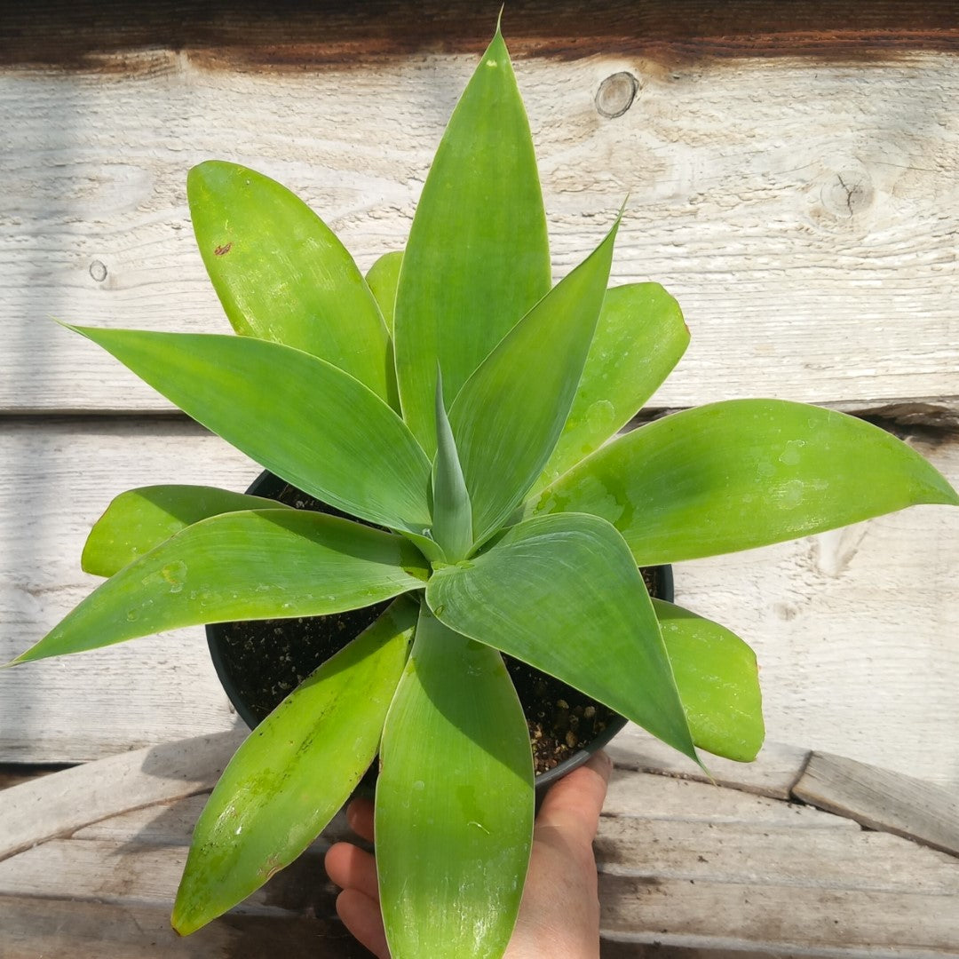 Agave attenuata, total height 35-40 cm