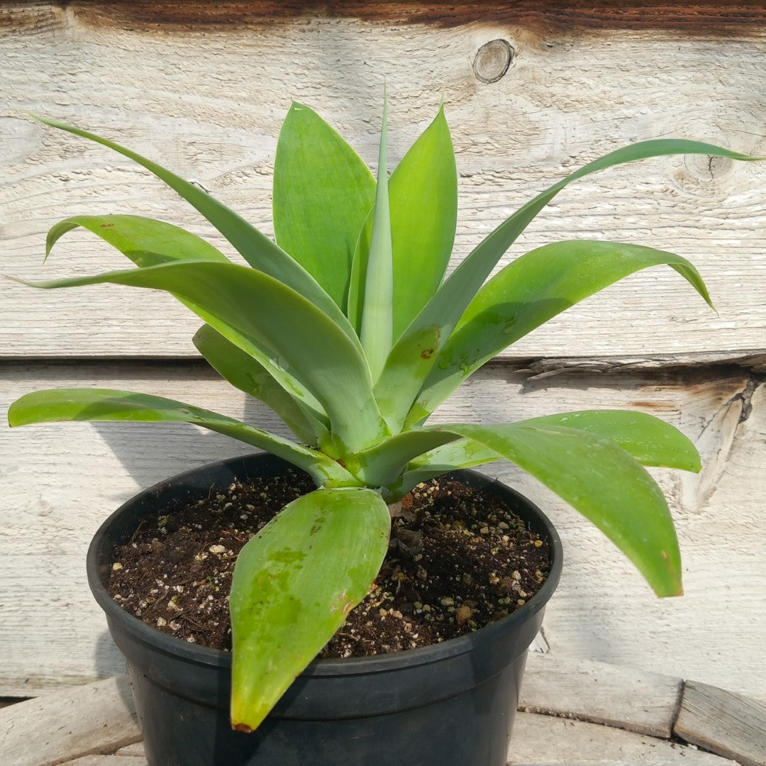 Agave attenuata, total height 35-40 cm