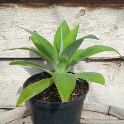 Agave attenuata, total height 35-40 cm