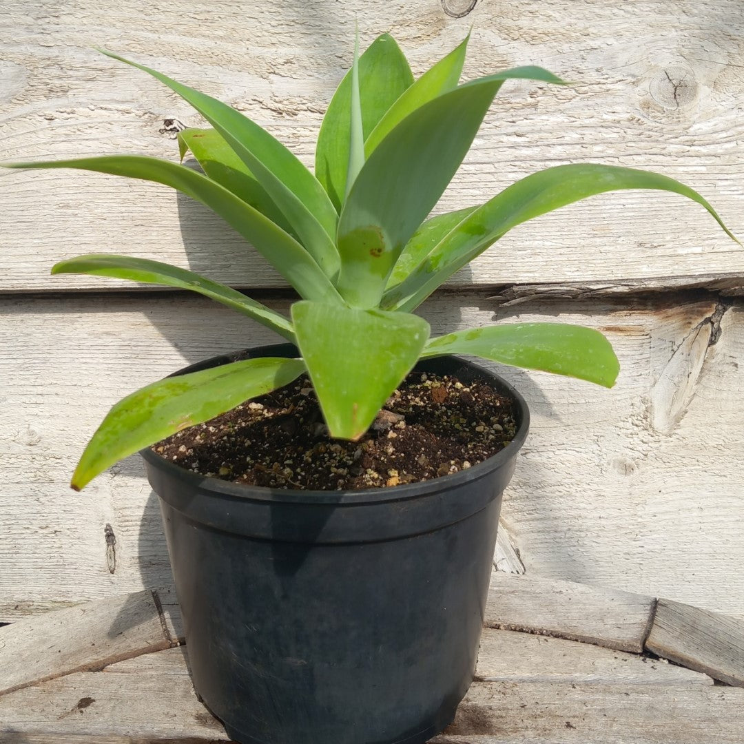 Agave attenuata, total height 35-40 cm