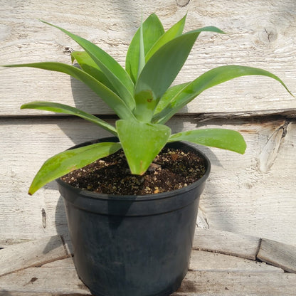 Agave attenuata, total height 35-40 cm