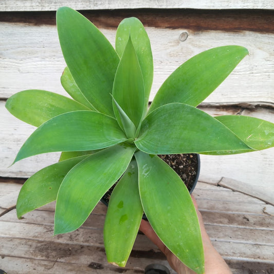 Agave attenuata, total height 40-45 cm