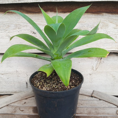 Agave attenuata, total height 40-45 cm