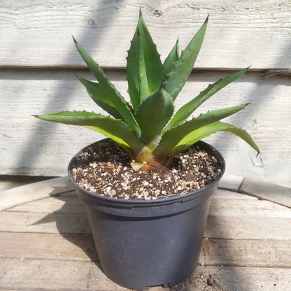 Agave fourcroydes