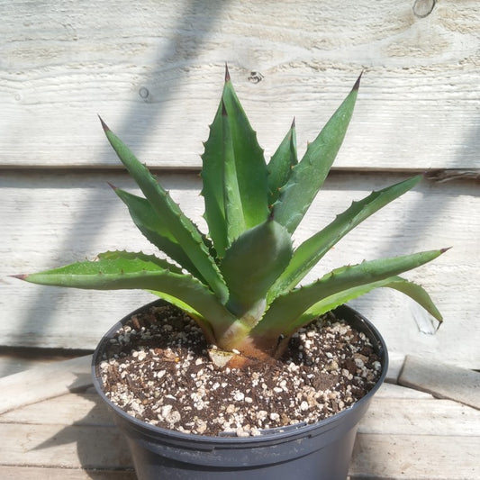 Agave fourcroydes